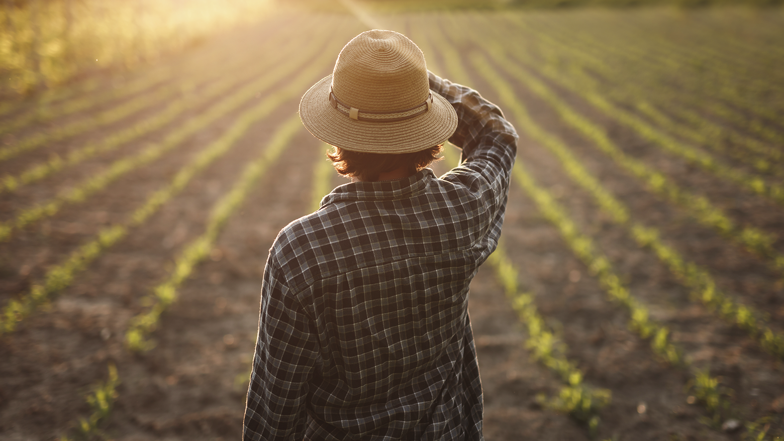 Agricultor en un campo al atardecer