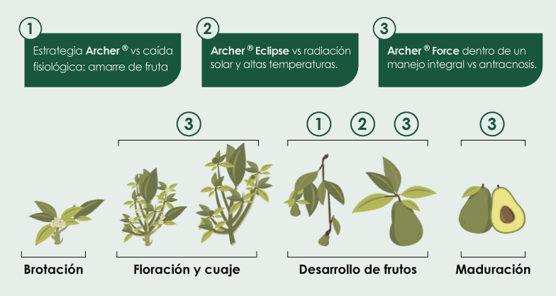 Fases y Archer