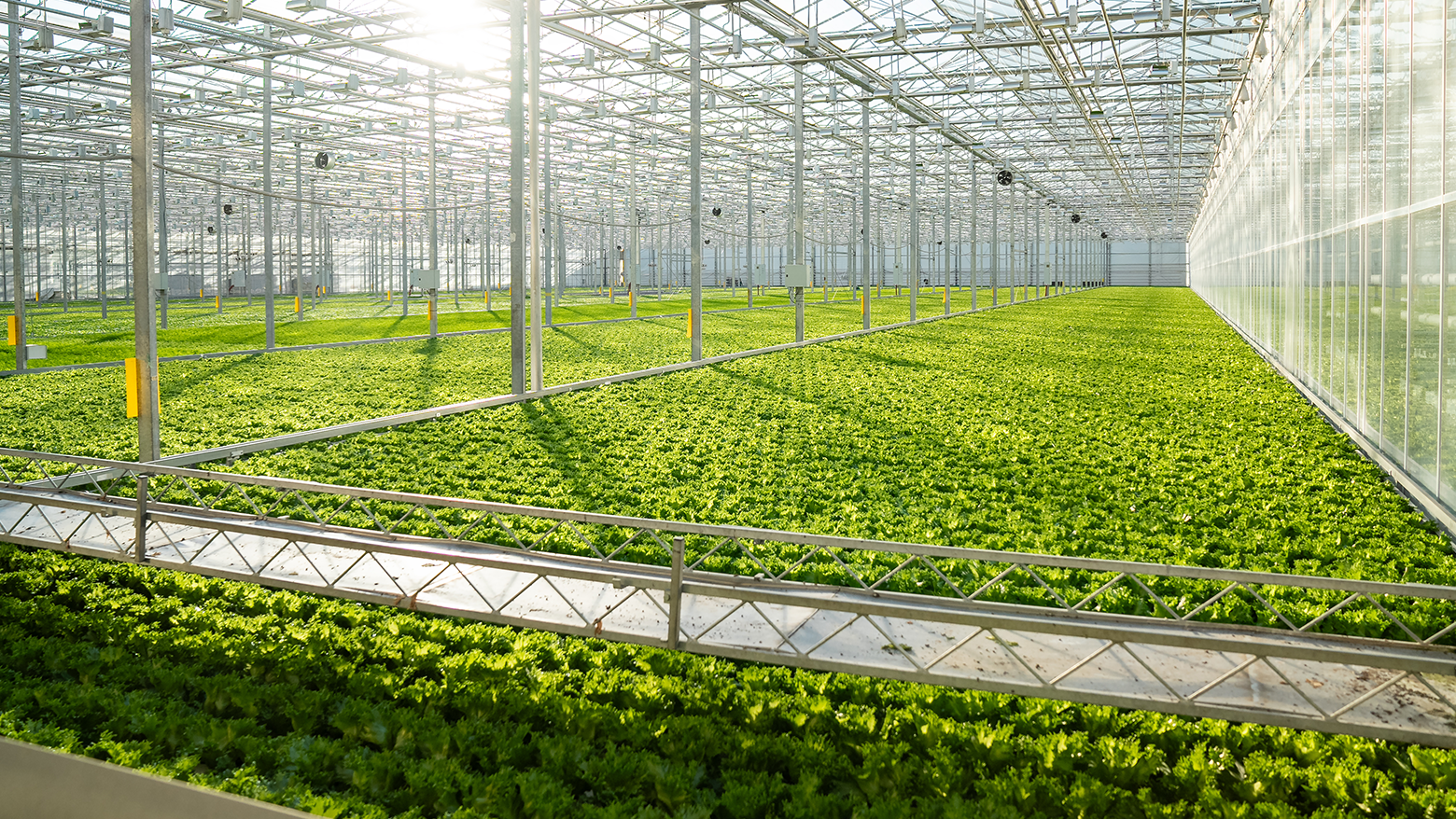 Cultivo de lechuga en invernadero
