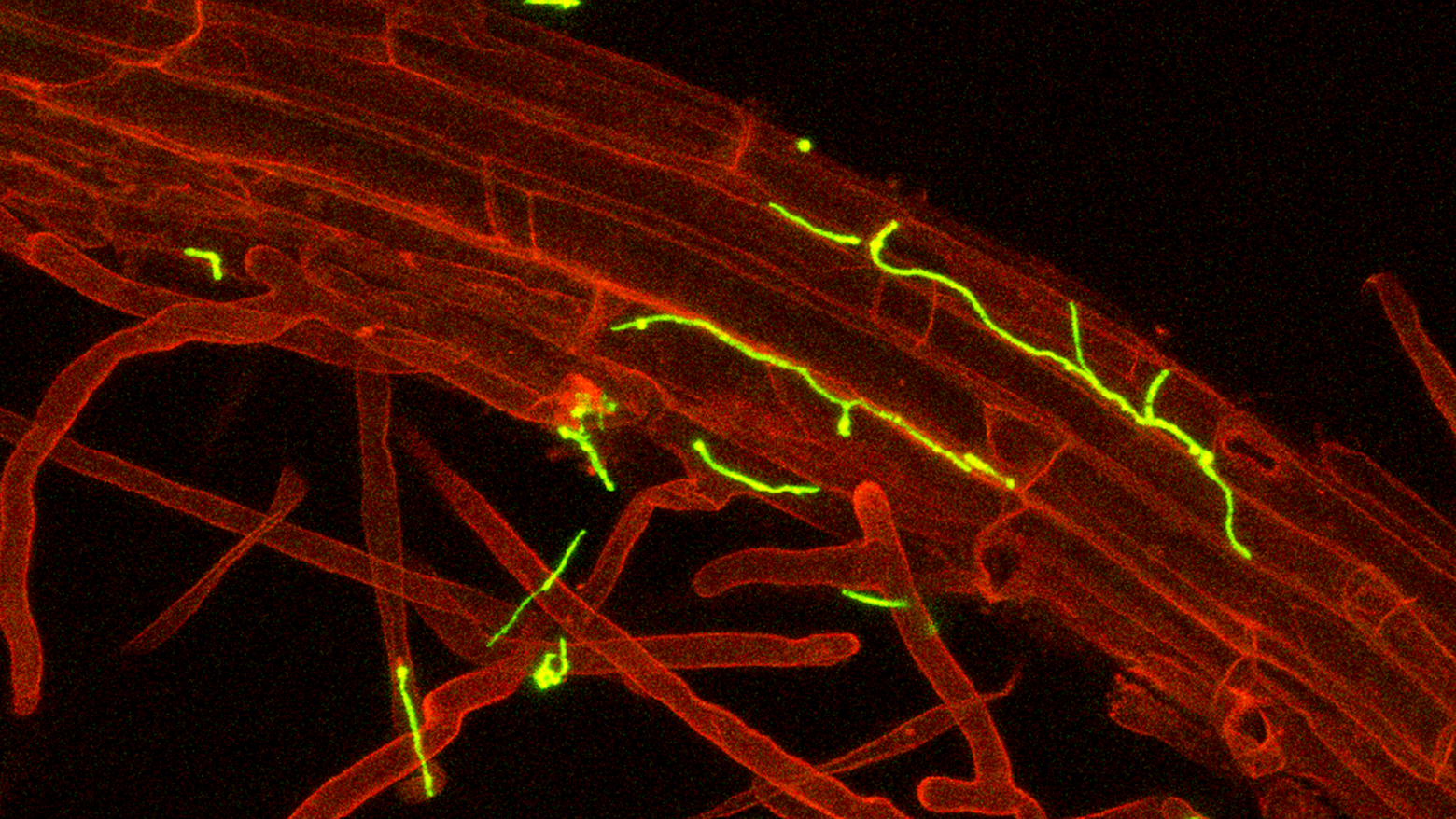 Colonización de una raíz por un microorganismo beneficioso observada mediante microscopía