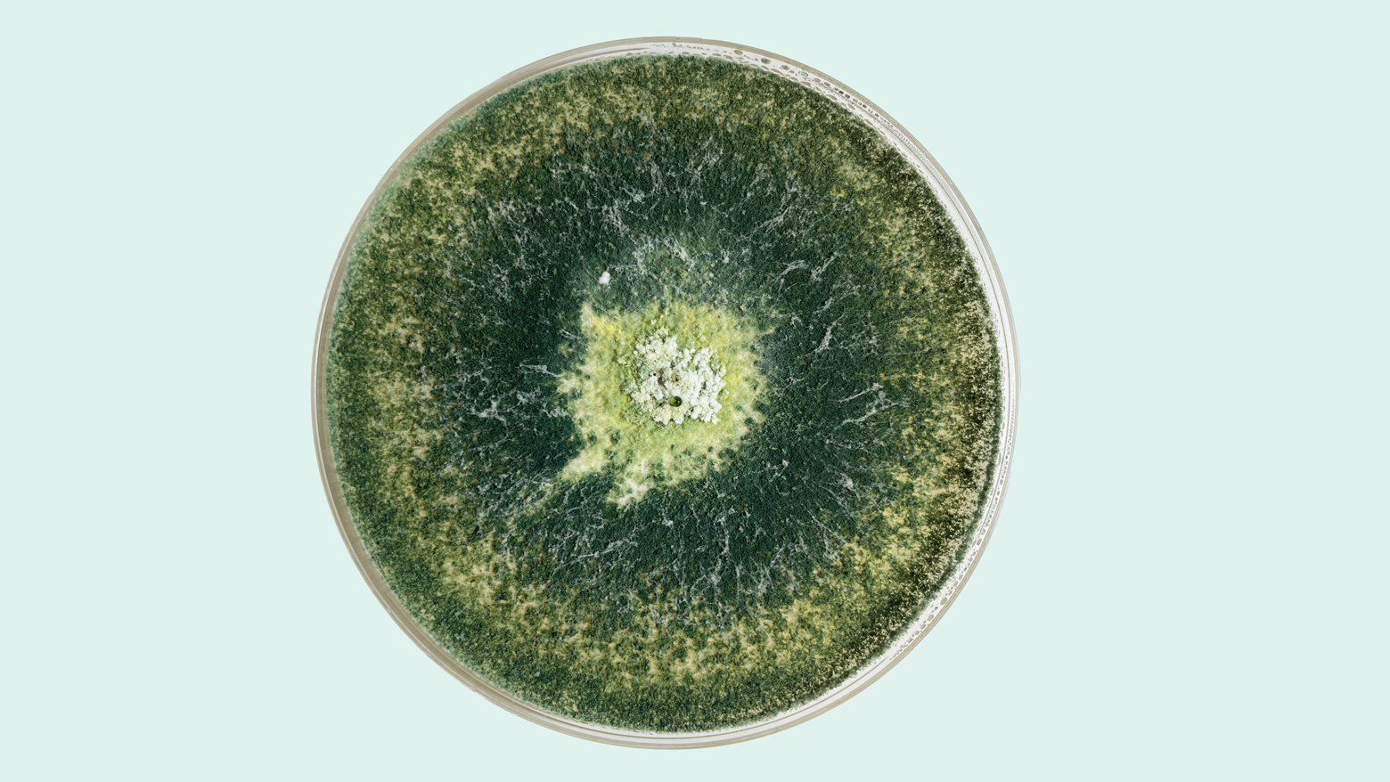 Cultivo de Trichoderma en placa de Petri