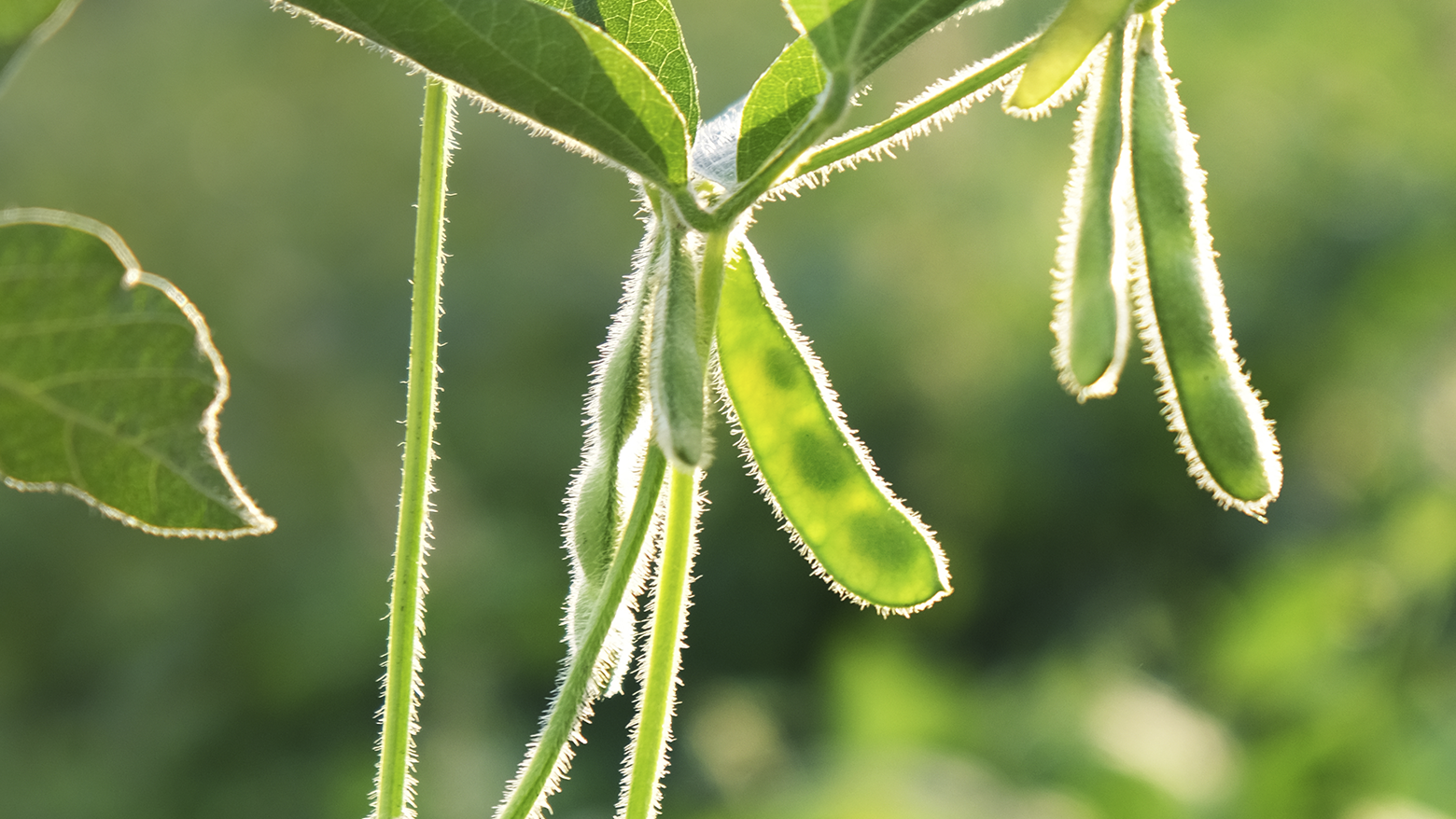 Cultivo de soja y vainas de soja